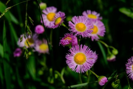 Fleurs mauves