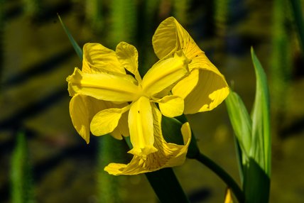 Fleur de lys jaune