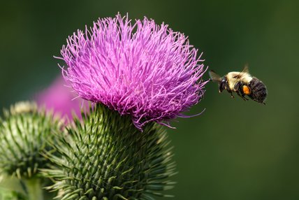 Fleur et abeille