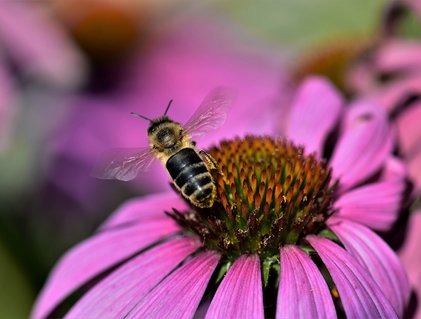 Abeille sur échinacé pourpre