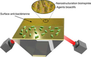 Surface Bactéricide