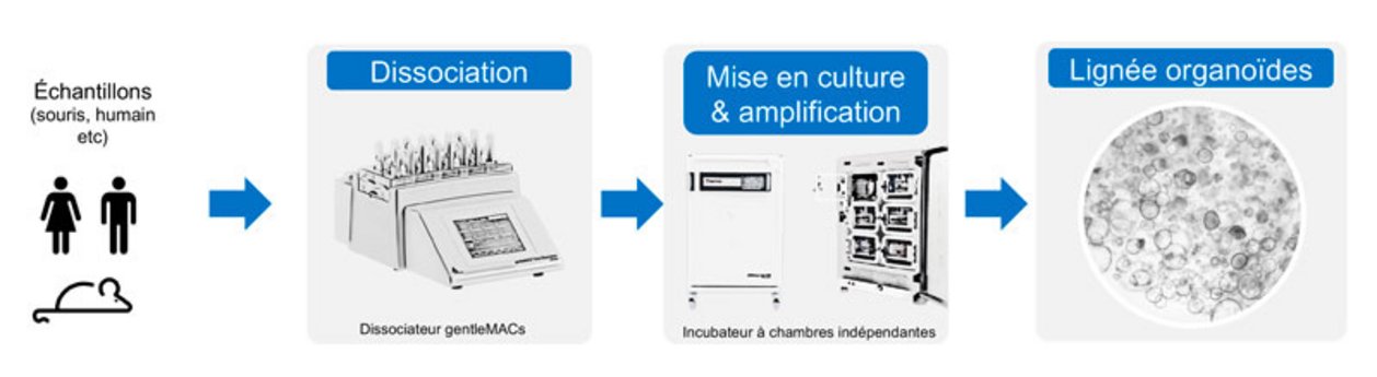 Visuel pour illustrer la génération de lignées organoïdes souris et humain