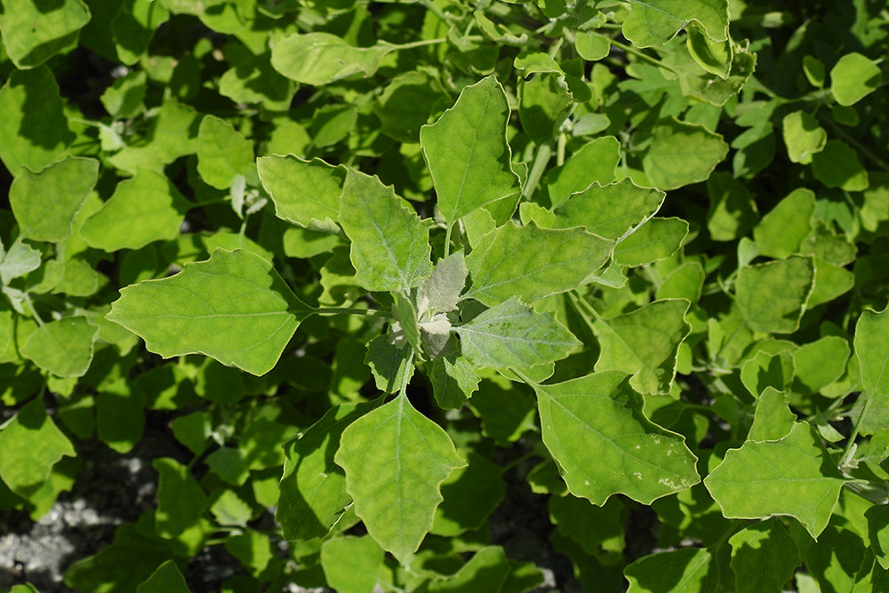 Le chénopode blanc (CHEAL) est la mauvaise herbe la plus fréquemment retrouvée dans les grandes cultures. Depuis avril 2024, elle s'ajoute également à la liste des plantes résistantes au glyphosate, un des herbicides les plus utilisés au Canada. Le CHEAL sera considéré dans le projet de recherche mené par la Pre Ramata Magagi, qui vise à réduire l'utilisation de pesticides au Québec.