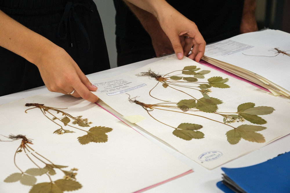 L'herbier dans ses feuilles et bientôt numérisé (♫ don-dé ♫) - Actualités -  Université de Sherbrooke