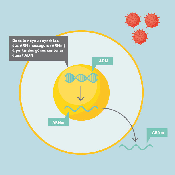 Mieux comprendre le lien entre virus et cancer - Actualités - Université de  Sherbrooke