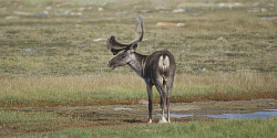 Contrer le déclin du caribou migrateur du Québec-Labrador
