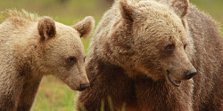 Les lois sur la chasse influencent le comportement maternel des ours bruns