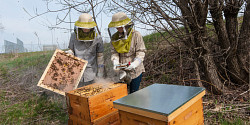 Midi-découverte : l’apiculture en milieu universitaire