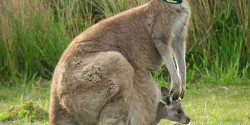 Des mamans kangourou élèvent des petits qui ne sont pas les leurs
