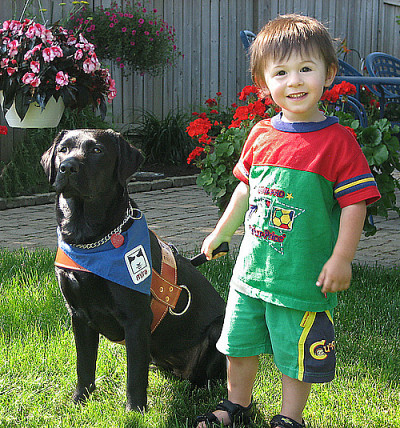 Les chiens-guides de la fondation MIRA sont bien connus pour changer la vie de plusieurs personnes non voyantes. Désormais, des chiens accompagnateurs jouent maintenant un rôle important pour aider les familles d'enfants autistes.