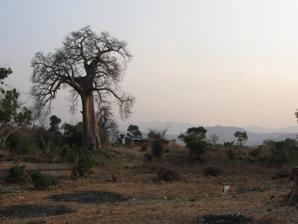 Un baobab à Golomoti.