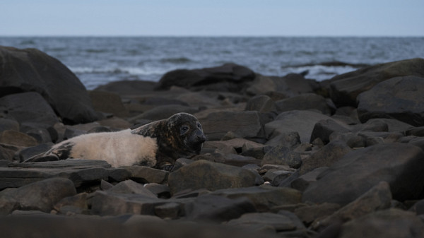 Un blanchon sur les berges du fleuve St-Laurent