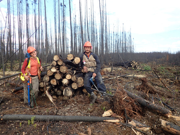 Charlotte Smetanka, étudiante à la maîtrise, et Charles Cambier, stagiaire, sur le site du feu étudié, alors que la récolte des bois brûlés a débuté, août 2017