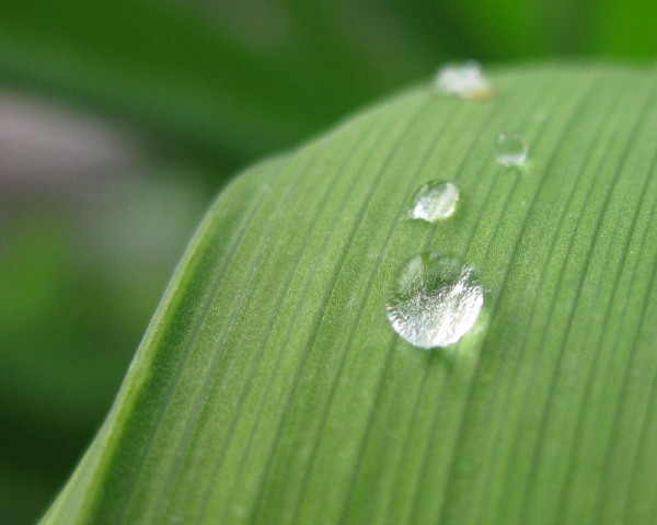 L’hydrophobie de certains manteaux imperméables expliquée par analogie avec une plante pourvue de poils nanométriques qui empêchent l’eau de s’y coller.