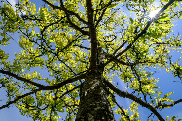 La Réserve naturelle universitaire du PMB contribue à la santé organisationnelle de la communauté, en plus d'assurer la protection des écosystèmes qui s'y trouvent.